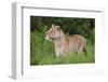 Africa. Tanzania. African lioness at Ngorongoro crater in the Ngorongoro Conservation Area.-Ralph H. Bendjebar-Framed Photographic Print