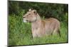 Africa. Tanzania. African lioness at Ngorongoro crater in the Ngorongoro Conservation Area.-Ralph H. Bendjebar-Mounted Photographic Print