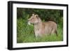 Africa. Tanzania. African lioness at Ngorongoro crater in the Ngorongoro Conservation Area.-Ralph H. Bendjebar-Framed Photographic Print