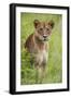 Africa. Tanzania. African lioness at Tarangire National Park.-Ralph H. Bendjebar-Framed Photographic Print