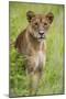Africa. Tanzania. African lioness at Tarangire National Park.-Ralph H. Bendjebar-Mounted Photographic Print