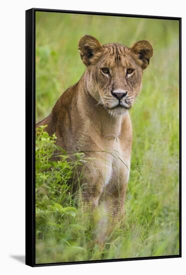 Africa. Tanzania. African lioness at Tarangire National Park.-Ralph H. Bendjebar-Framed Stretched Canvas