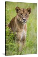 Africa. Tanzania. African lioness at Tarangire National Park.-Ralph H. Bendjebar-Stretched Canvas