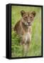 Africa. Tanzania. African lioness at Tarangire National Park.-Ralph H. Bendjebar-Framed Stretched Canvas