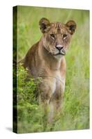 Africa. Tanzania. African lioness at Tarangire National Park.-Ralph H. Bendjebar-Stretched Canvas