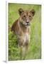 Africa. Tanzania. African lioness at Tarangire National Park.-Ralph H. Bendjebar-Framed Photographic Print