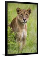 Africa. Tanzania. African lioness at Tarangire National Park.-Ralph H. Bendjebar-Framed Photographic Print