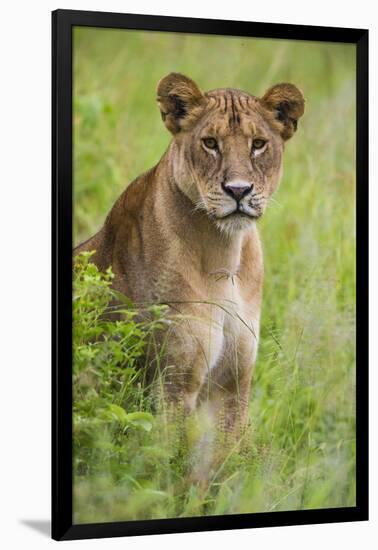 Africa. Tanzania. African lioness at Tarangire National Park.-Ralph H. Bendjebar-Framed Photographic Print