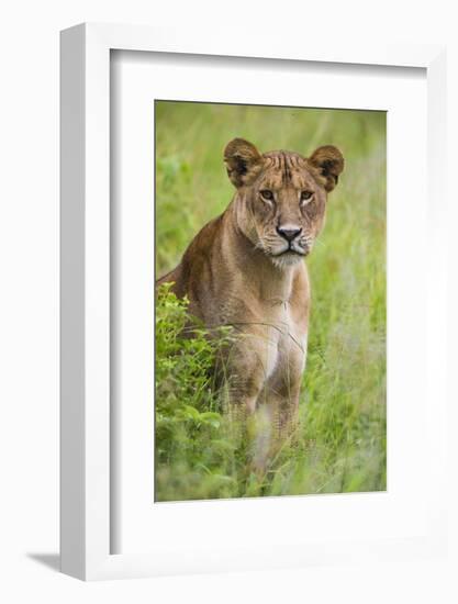 Africa. Tanzania. African lioness at Tarangire National Park.-Ralph H. Bendjebar-Framed Photographic Print