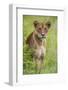 Africa. Tanzania. African lioness at Tarangire National Park.-Ralph H. Bendjebar-Framed Photographic Print