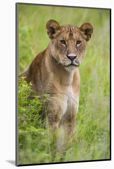Africa. Tanzania. African lioness at Tarangire National Park.-Ralph H. Bendjebar-Mounted Photographic Print