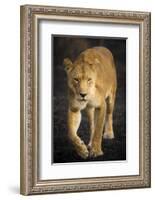 Africa. Tanzania. African lioness Serengeti National Park.-Ralph H^ Bendjebar-Framed Photographic Print