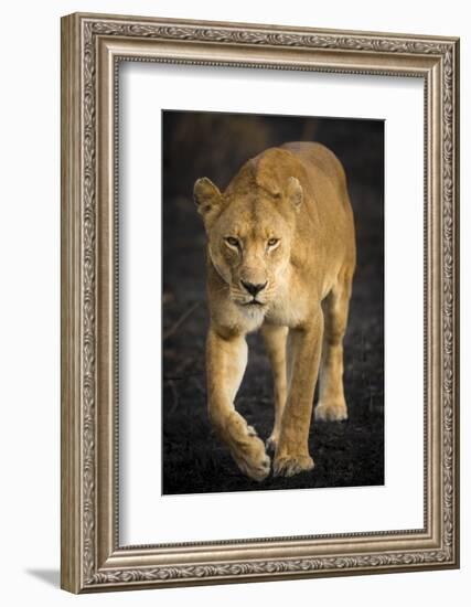 Africa. Tanzania. African lioness Serengeti National Park.-Ralph H^ Bendjebar-Framed Photographic Print