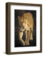 Africa. Tanzania. African lioness Serengeti National Park.-Ralph H^ Bendjebar-Framed Photographic Print