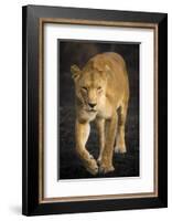 Africa. Tanzania. African lioness Serengeti National Park.-Ralph H^ Bendjebar-Framed Photographic Print