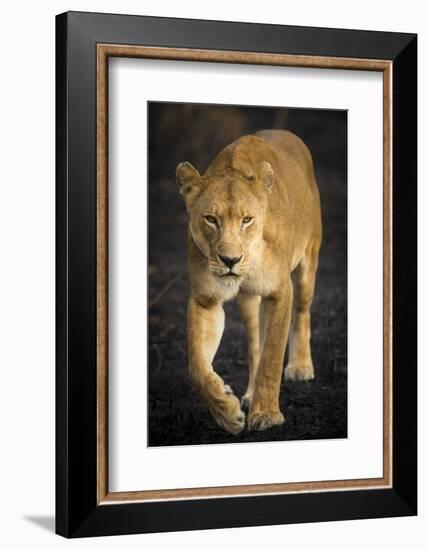 Africa. Tanzania. African lioness Serengeti National Park.-Ralph H^ Bendjebar-Framed Photographic Print