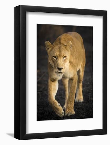 Africa. Tanzania. African lioness Serengeti National Park.-Ralph H^ Bendjebar-Framed Photographic Print