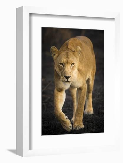 Africa. Tanzania. African lioness Serengeti National Park.-Ralph H^ Bendjebar-Framed Photographic Print