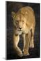 Africa. Tanzania. African lioness Serengeti National Park.-Ralph H^ Bendjebar-Mounted Photographic Print