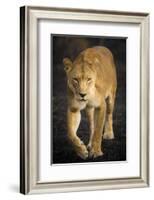 Africa. Tanzania. African lioness Serengeti National Park.-Ralph H^ Bendjebar-Framed Photographic Print