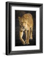 Africa. Tanzania. African lioness Serengeti National Park.-Ralph H^ Bendjebar-Framed Photographic Print