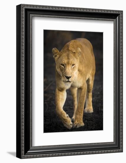 Africa. Tanzania. African lioness Serengeti National Park.-Ralph H^ Bendjebar-Framed Photographic Print