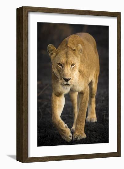 Africa. Tanzania. African lioness Serengeti National Park.-Ralph H^ Bendjebar-Framed Photographic Print