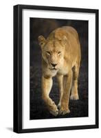 Africa. Tanzania. African lioness Serengeti National Park.-Ralph H^ Bendjebar-Framed Photographic Print