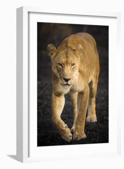 Africa. Tanzania. African lioness Serengeti National Park.-Ralph H^ Bendjebar-Framed Photographic Print