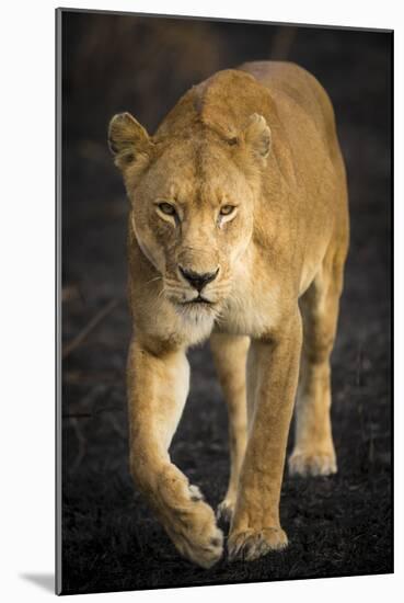 Africa. Tanzania. African lioness Serengeti National Park.-Ralph H^ Bendjebar-Mounted Photographic Print