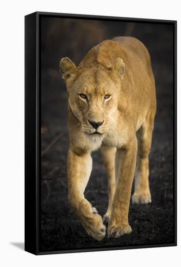 Africa. Tanzania. African lioness Serengeti National Park.-Ralph H^ Bendjebar-Framed Stretched Canvas