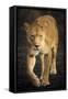 Africa. Tanzania. African lioness Serengeti National Park.-Ralph H^ Bendjebar-Framed Stretched Canvas