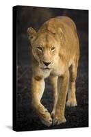 Africa. Tanzania. African lioness Serengeti National Park.-Ralph H^ Bendjebar-Stretched Canvas