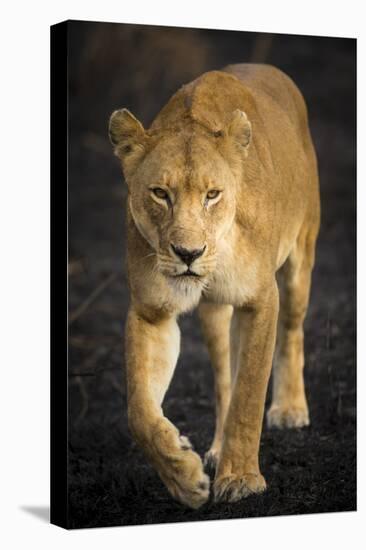 Africa. Tanzania. African lioness Serengeti National Park.-Ralph H^ Bendjebar-Stretched Canvas