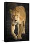 Africa. Tanzania. African lioness Serengeti National Park.-Ralph H^ Bendjebar-Framed Stretched Canvas