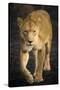 Africa. Tanzania. African lioness Serengeti National Park.-Ralph H^ Bendjebar-Stretched Canvas