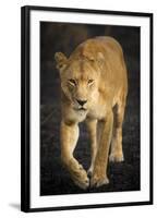 Africa. Tanzania. African lioness Serengeti National Park.-Ralph H^ Bendjebar-Framed Photographic Print