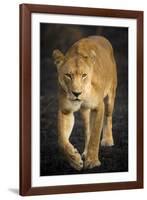 Africa. Tanzania. African lioness Serengeti National Park.-Ralph H^ Bendjebar-Framed Photographic Print