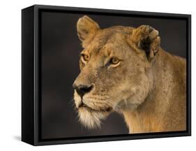 Africa. Tanzania. African lioness Serengeti National Park.-Ralph H. Bendjebar-Framed Stretched Canvas