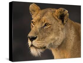 Africa. Tanzania. African lioness Serengeti National Park.-Ralph H. Bendjebar-Stretched Canvas