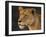 Africa. Tanzania. African lioness Serengeti National Park.-Ralph H. Bendjebar-Framed Photographic Print