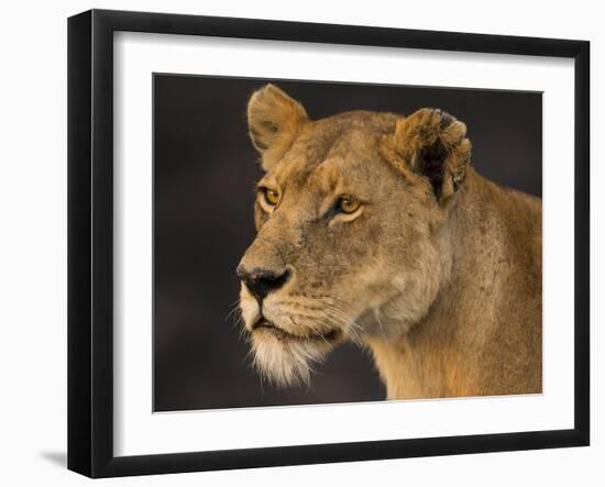 Africa. Tanzania. African lioness Serengeti National Park.-Ralph H. Bendjebar-Framed Photographic Print