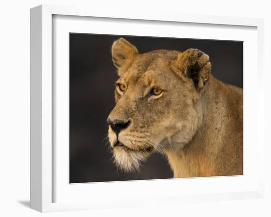 Africa. Tanzania. African lioness Serengeti National Park.-Ralph H. Bendjebar-Framed Photographic Print