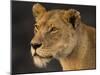 Africa. Tanzania. African lioness Serengeti National Park.-Ralph H. Bendjebar-Mounted Photographic Print