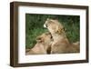 Africa. Tanzania. African lions at Ndutu, Serengeti National Park.-Ralph H. Bendjebar-Framed Photographic Print