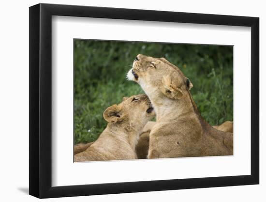 Africa. Tanzania. African lions at Ndutu, Serengeti National Park.-Ralph H. Bendjebar-Framed Photographic Print