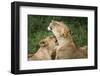 Africa. Tanzania. African lions at Ndutu, Serengeti National Park.-Ralph H. Bendjebar-Framed Photographic Print