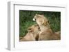 Africa. Tanzania. African lions at Ndutu, Serengeti National Park.-Ralph H. Bendjebar-Framed Photographic Print