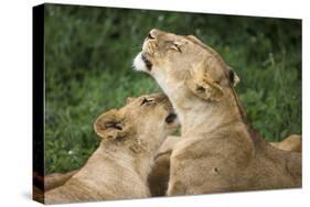 Africa. Tanzania. African lions at Ndutu, Serengeti National Park.-Ralph H. Bendjebar-Stretched Canvas