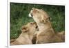 Africa. Tanzania. African lions at Ndutu, Serengeti National Park.-Ralph H. Bendjebar-Framed Photographic Print